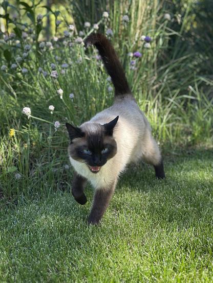 A siamese cat with pretty blue eyes mid-walking-meow in the back yard.