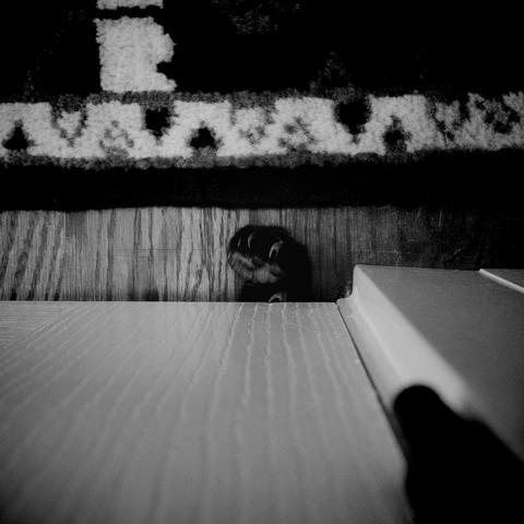 Top-down shot of a paw with claws extended barely reaching through the other side of the bathroom door and into a hallway where it tore at the edges of a rug.