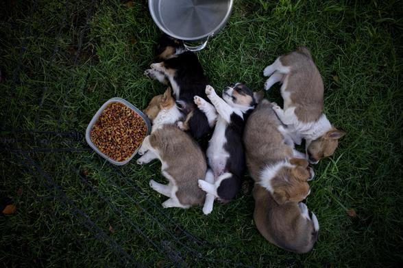 Top-down view of six corgi puppies sleeping in a pile on some grass, next to a food bowl and a pot of water.