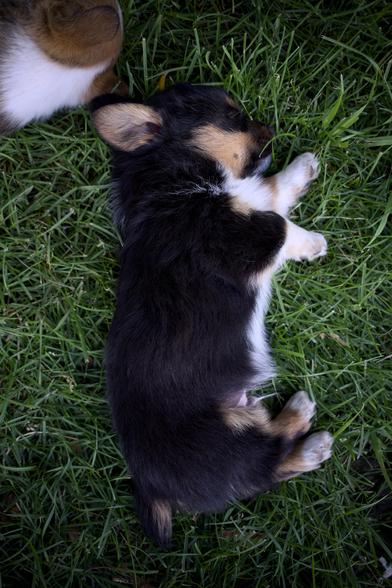 Top-down photo of a tiny black, tan, and white corgi puppy sleeping in grass, limbs just kind of wherever. A white and tan one is curled up next to it out of frame.