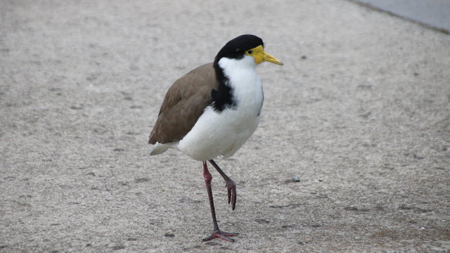 A masked lapwing standing on a concrete footpath, stands with one leg slightly raised