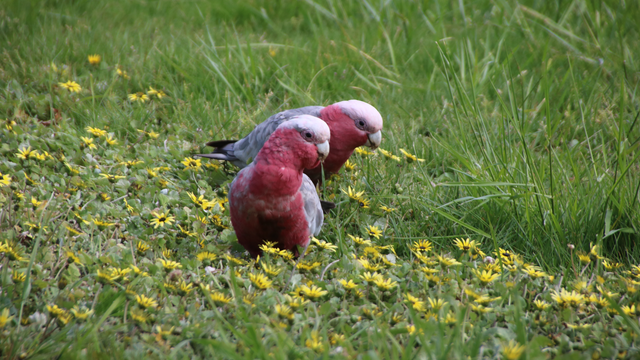A pair of galahs foraging amid capeweed flowers