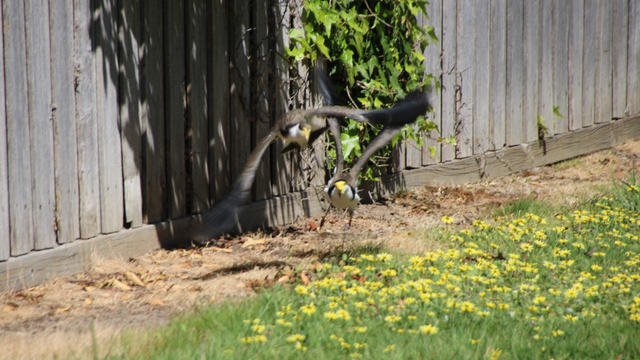 An older juvenile lapwing flies away with an adult in pursuit