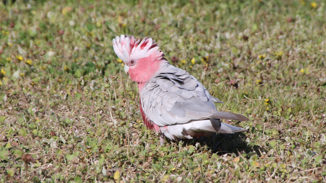 A galah standing in short grass with their crest raised, looks back toward the camera
