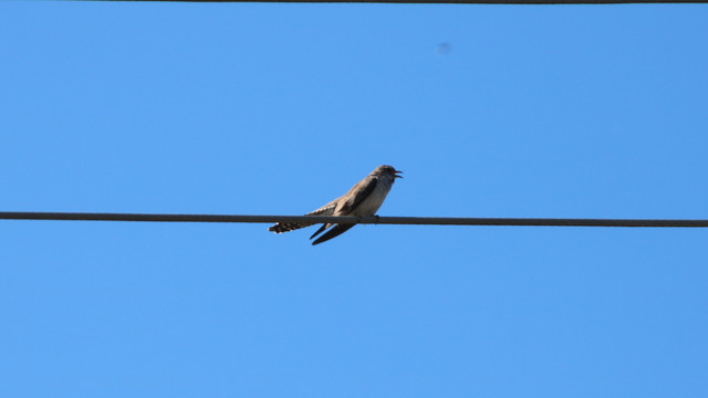 A medium sized grey bird sits on a power line, singing