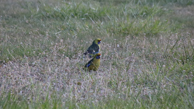 A pair of green rosellas in short, dry grass