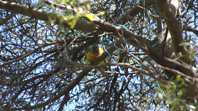 A rainbow lorikeet leaning forward to shout angrily at some blue twine that's become lodged in a tree