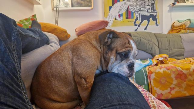 Tired bulldog resting her heavy thoughts on my knee