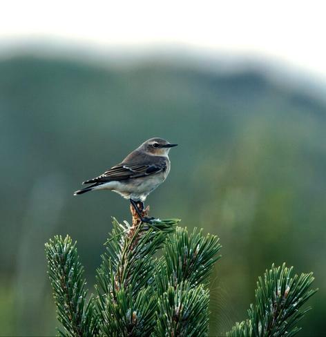 A wheatear is perched on the tip of a spruce tree