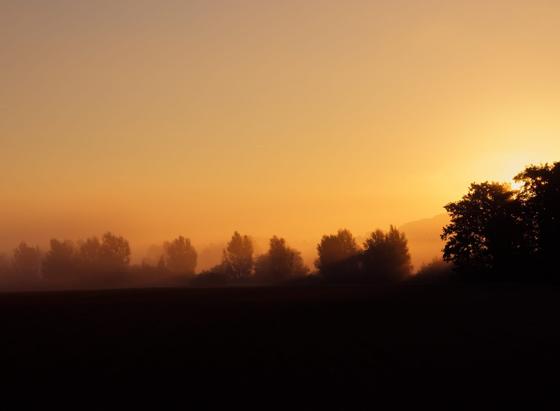 A row of trees casts a long shadow through the mist in the golden sunrise