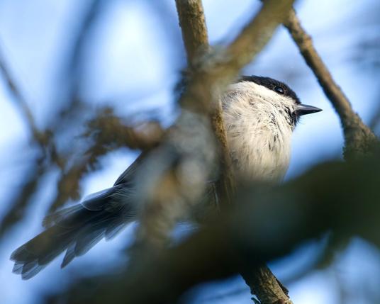 A marsh tit in the bushes