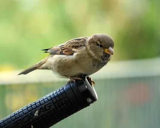 A house sparrow is perched on the handlebar of a mountain bike