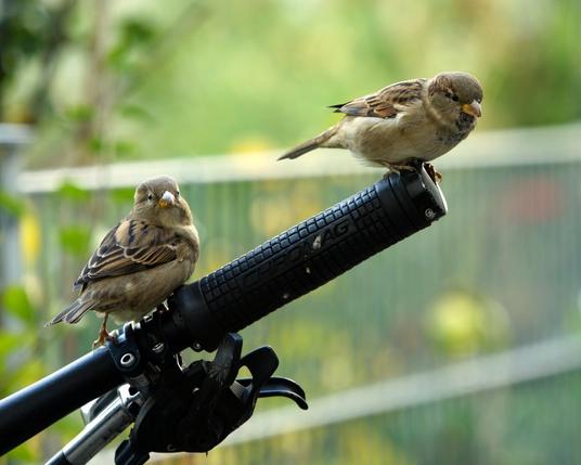 Zooming out, you can see another sparrow sitting a little further down, staring into the camera