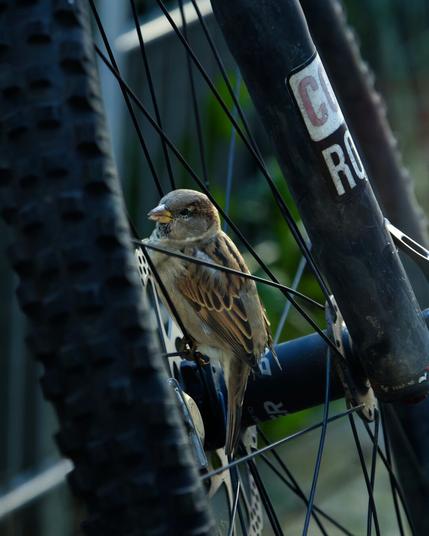 Another one’s caught in the spokes