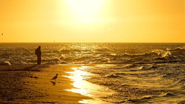 The tip of a sandy beach disappears into the sea, where two opposing currents meet and churn up the water
In the foreground is a seagull; in the background, a woman
Both are looking out at the sea, which glows golden in the early morning light