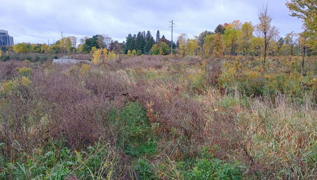 A wide view of a field of scrub growth around a storm water reservoir in a sponge park area.