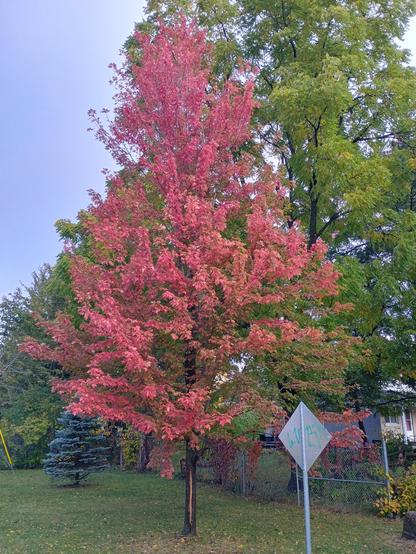A bright red-burgundy tree against green trees and a blue grey sky