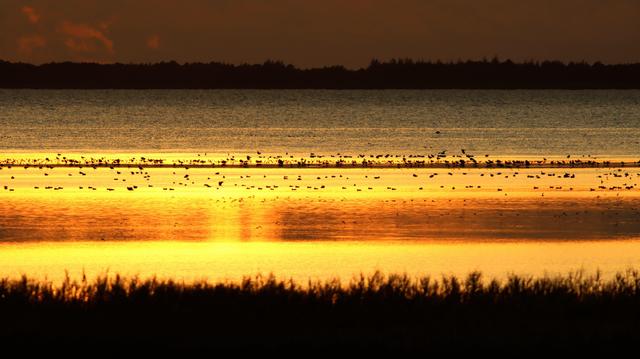 Blick über das Watt.
Bei ablaufenden Wasser werden Wattflächen frei, die von zahlreichen Wasservögeln besucht werden. Im Vordergrund der Schilfgürtel. Das jenseitige Ufer, der Abendhimmel darüber.