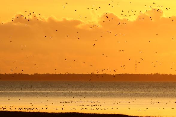 Unzählige Vögel im Flug über und schwimmend oder laufend auf dem Watt, wie winzige schwarze Punkte.