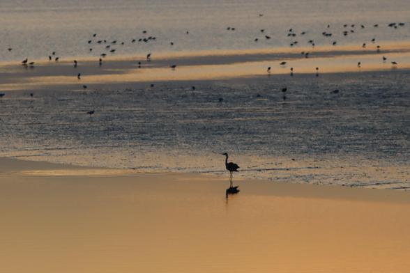 Vögel im Watt.
Vorne ein Graureiher im flachen Wasser. Weiter hinten zahlreiche Wasservogel auf Nahrungssuche im Watt.