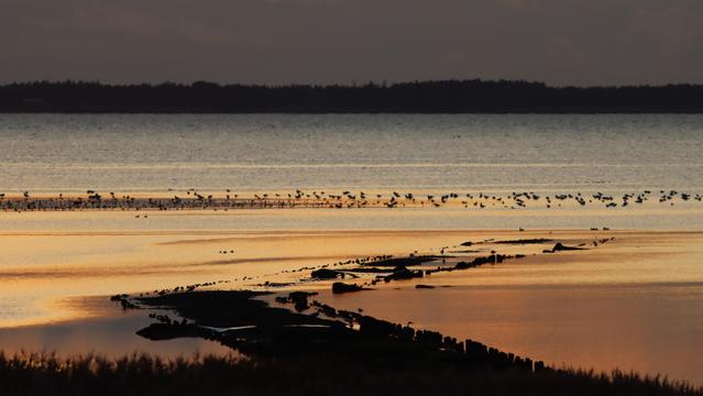 Blick ins Watt.
Am Ufer, hinter dem Schilfgürtel werden bei ablaufenden Wasser Strukturen z.B. Faschinen im Watt frei. Dahinter ein schmaler Streifen, wo Wattvögel stehen.