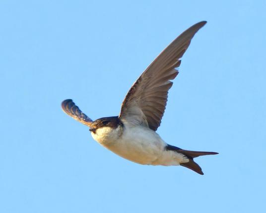 A house martin in flight; its wings form a V