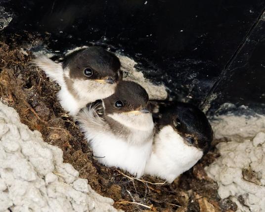Three young house martins are sitting in their nest under a roof overhang