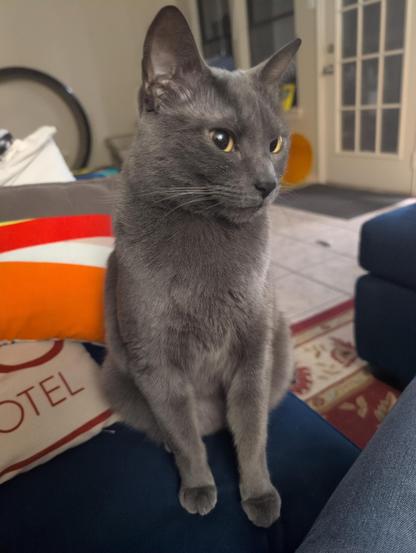 blue/silver cat sitting on dark blue couch looking away from the camera