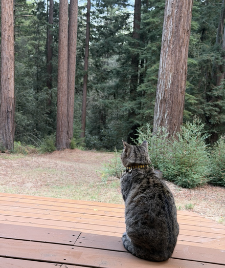 A tabby cat stares out from a deck into a redwood forest