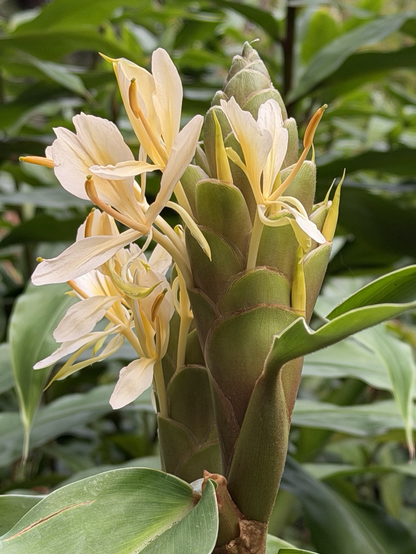A ginger bloom, golden delicate flowers on cone shaped bud among lush green foliage