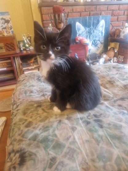 A tiny black and white tuxedo kitten sitting on a big faded fabric cushion on a living room table
