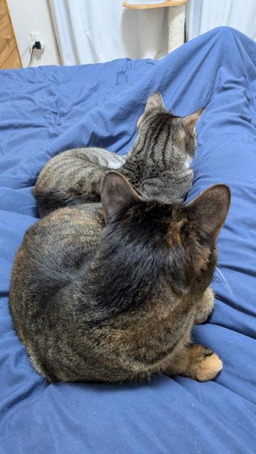 Two tabby cats lying on me on my bed.