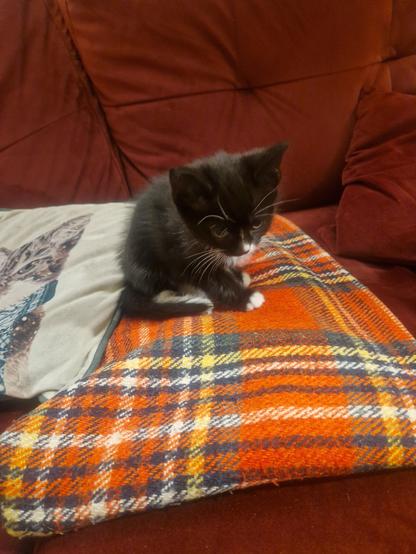A tiny black and white tuxedo kitten sitting on a tartan blanket on a red velour sofa