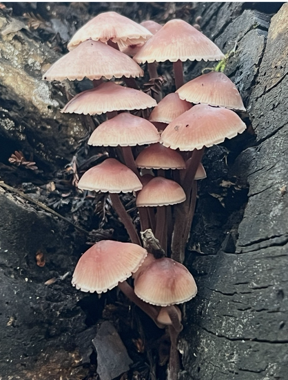 Rose pink mushrooms with delicate lacy edges, black burnt wood background