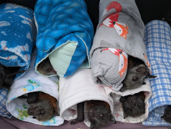 A bunch of flying foxes wrapped in blankets and stacked in a little pile.