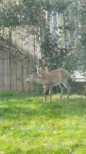 Baby deer slow leans.over to lay down.
