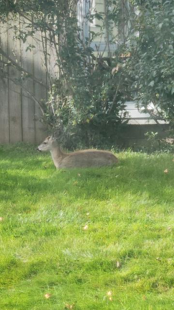Baby deer.lyong down in the sun.