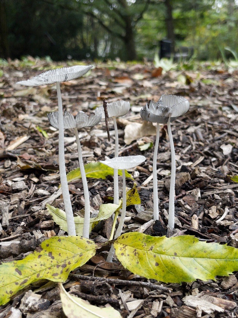 A photo of some mushrooms. I'm not entirely sure what kind of mushrooms, but they are of the Inkcaps variety, I think.