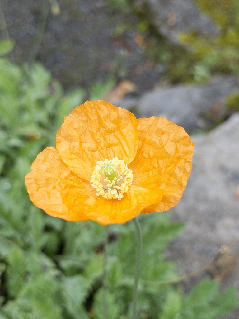 A bright orange poppy. The petals looked from a distance like they held the morning dew, but on closer inspection they look crumpled and its maybe all by design.