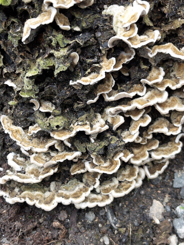 A close up of some fungi growing on the side of a tree stump.