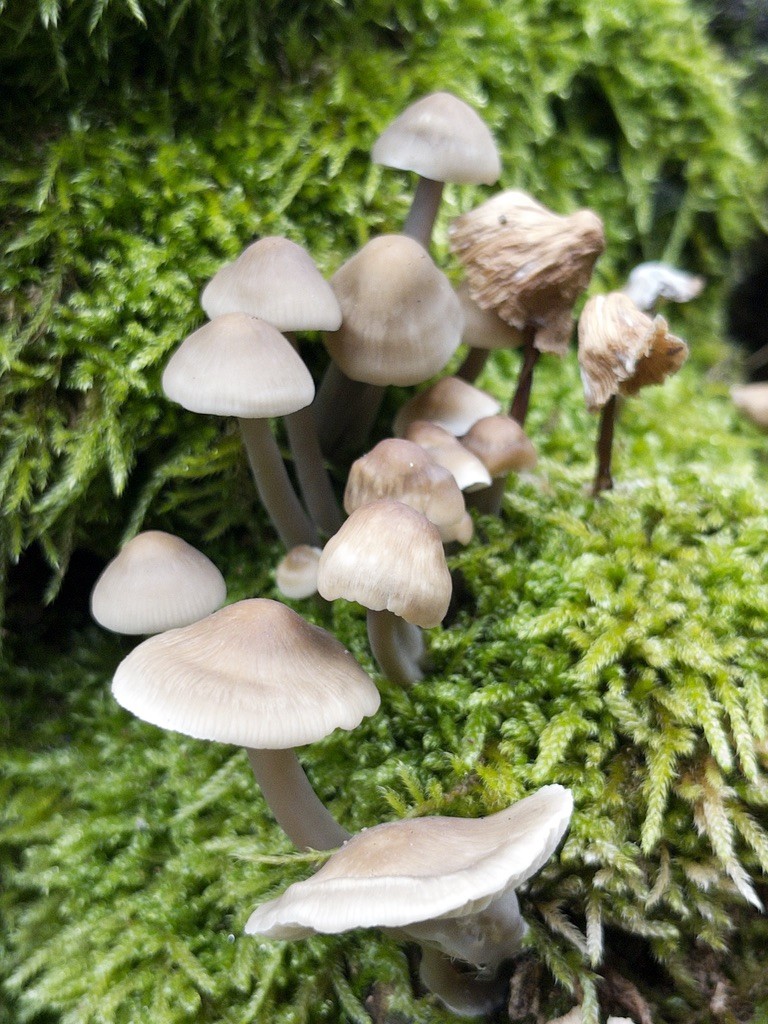 A colloection of small mushrooms growing out of some moss.