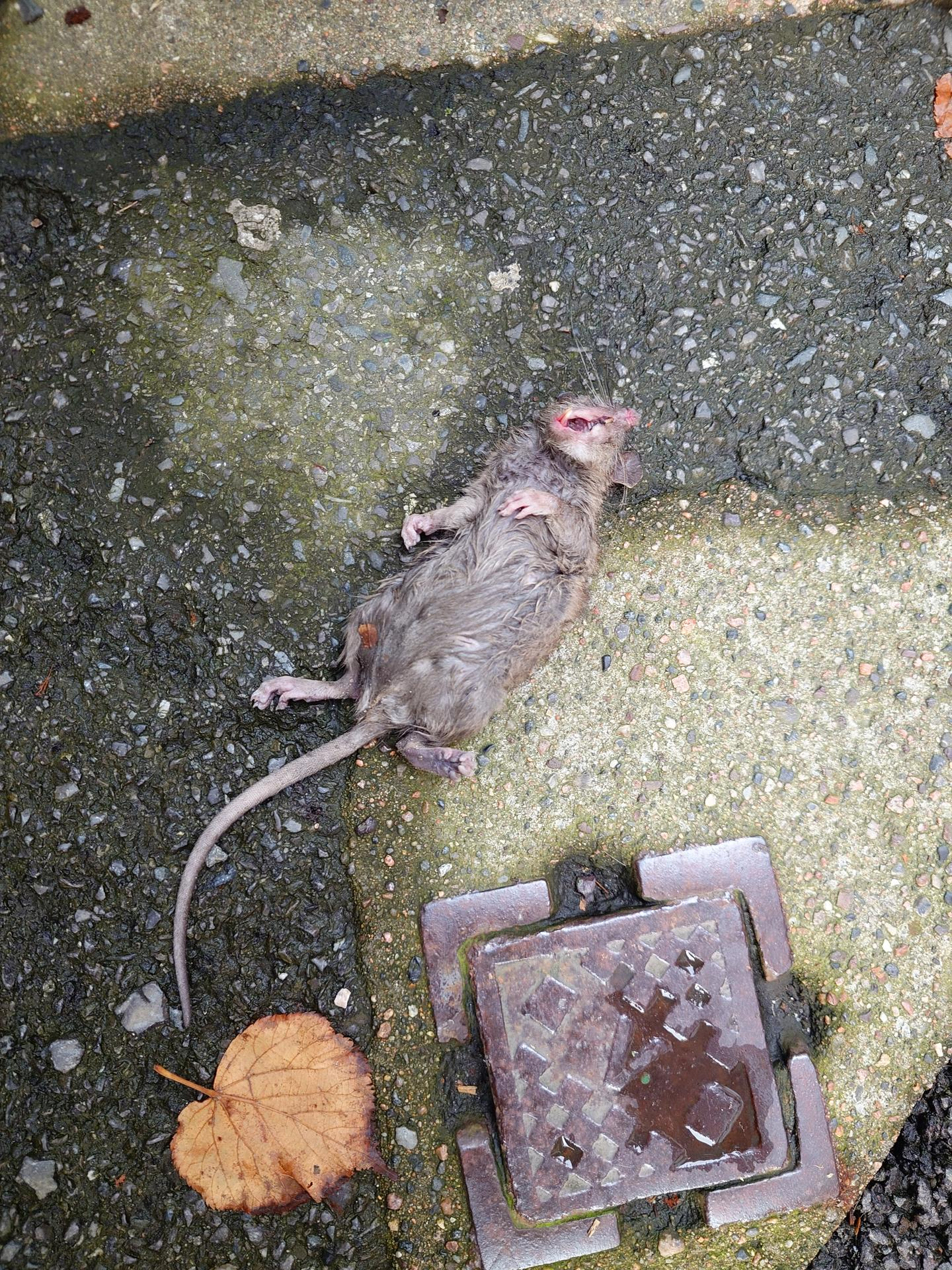 A photo of a dead rat, lay on its back with one leg resting on its chest, the others splayed out, with its head tilted to one side, mouth wide open and teeth hanging out.