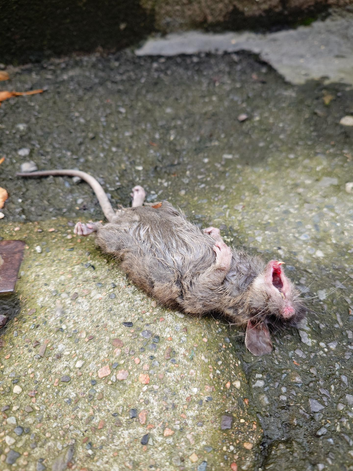 Same rat, same position, different angle.