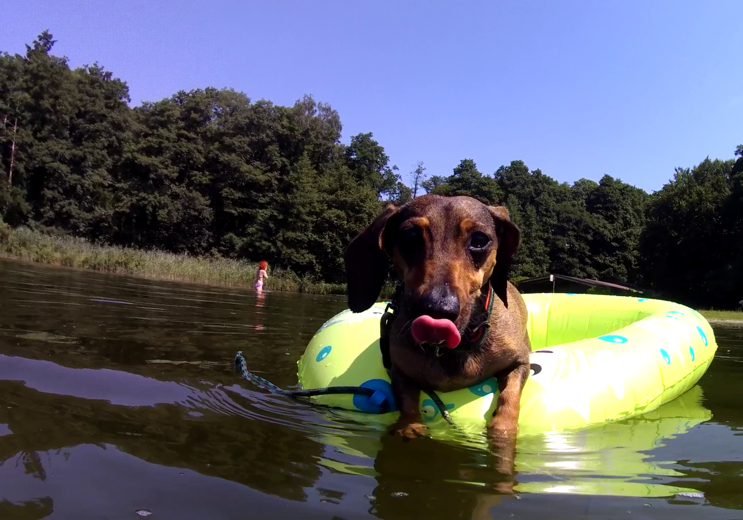 Effie in ihrem Schlauchboot auf dem Rudower See. Sie lässt die Arme über dem Wulst im Wasser hängen und nimmt gelegentlich einen Schluck Seewasser. Effies Zunge ist vom Trinken gerade noch ausgefahren. 
Im Hintergrund Erlenwald und eine Frau, die gerade aus dem Wasser steigt.