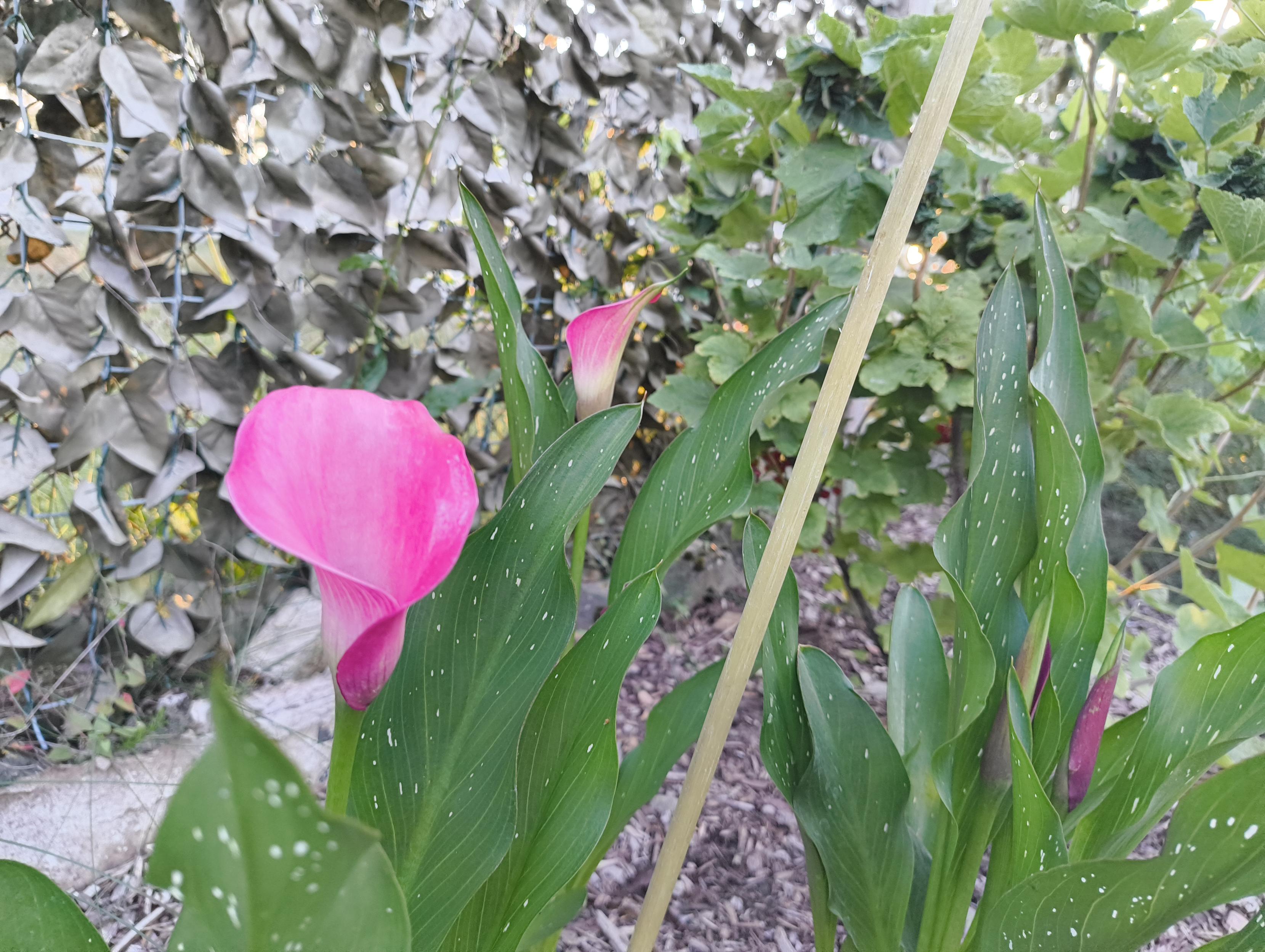 Drei weitere rosa blühende Callas mit einem Strauch Rote Johannesbeeren dahinter.
