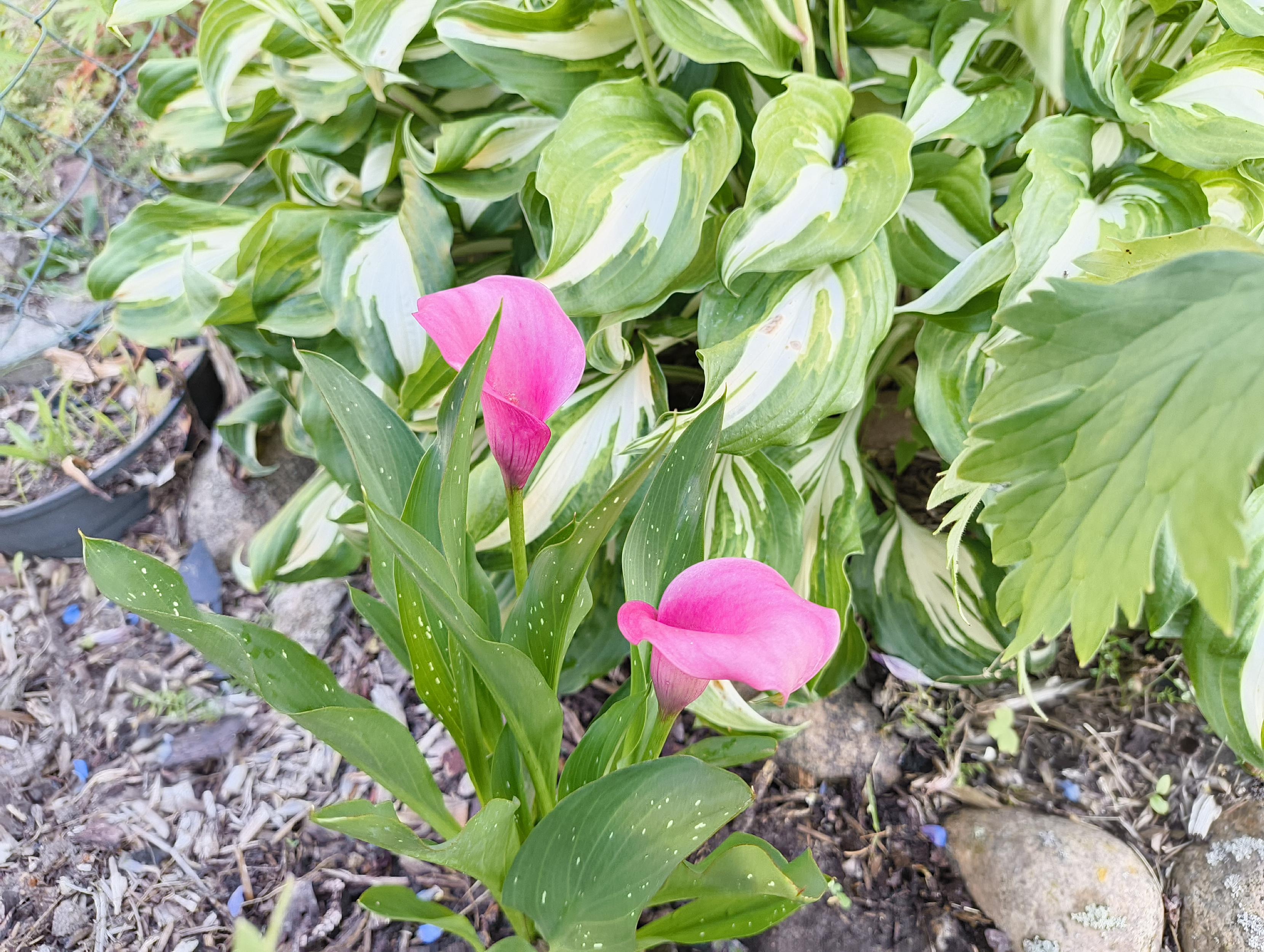 Rosa blühende Callas vor Funkien. Es haben sich bei der Callas 2 Blüten aus einer Knolle entwickelt.