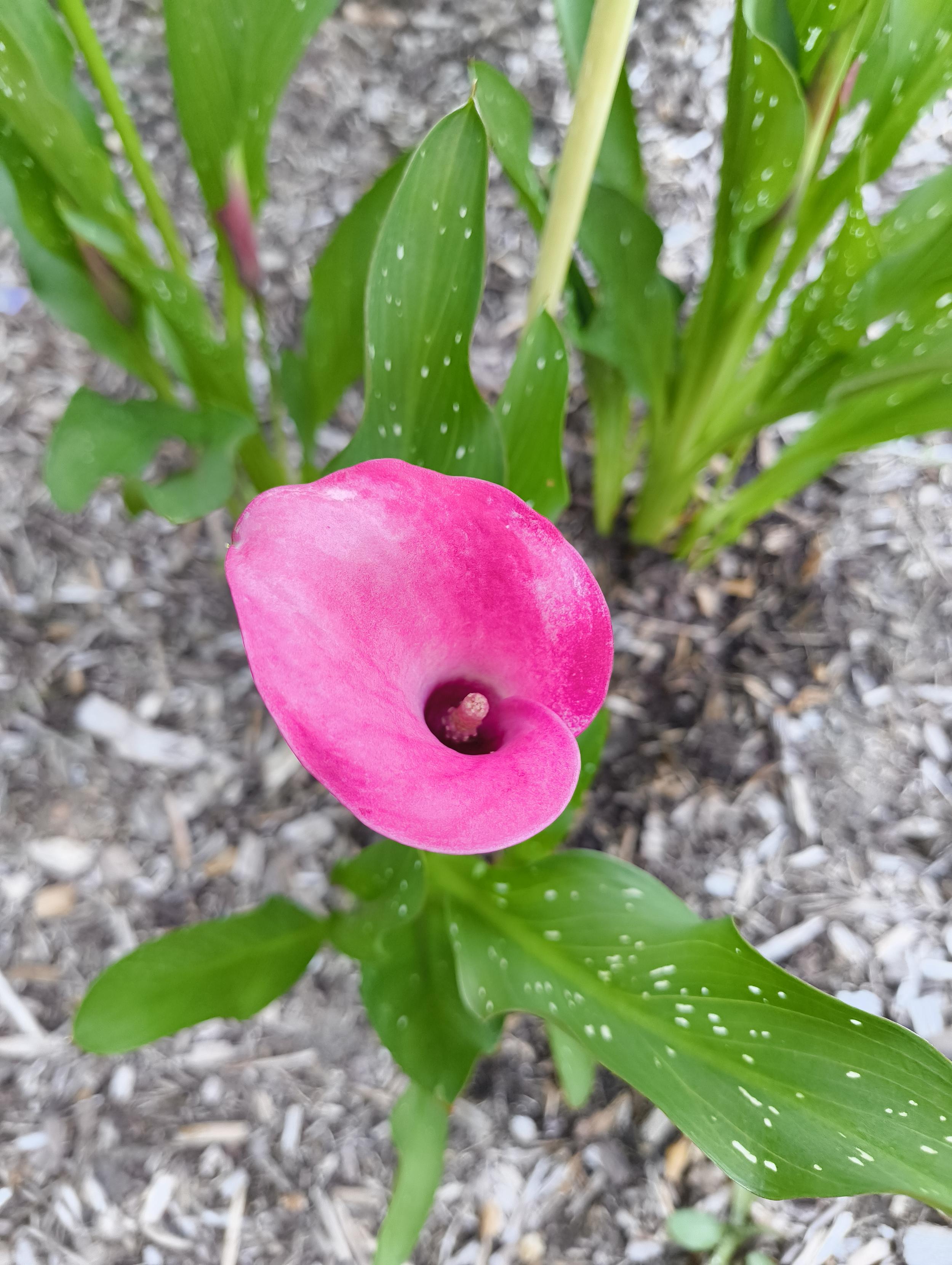 Ein Blüte der Callas von oben. Dabei ist das äußere Blütenblatt wie eine Tüte gewickelt und in der Mitte befindet sich ein Stempel. Die grünen Laubblätter der Pflanze sind gefleckt.