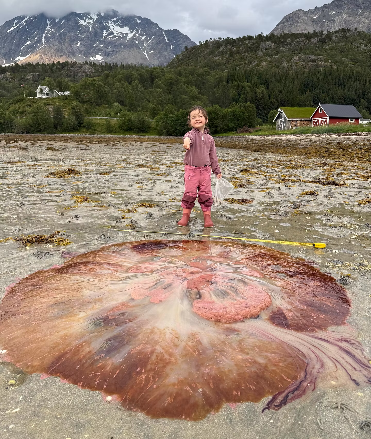 A child stands pointing at a Lion's Mane Jellyfish (Cyanea capillata) that washed up on the beach of Holmbukt in Troms, Norway. Photo taken by the kids' family and swiped from VG.no