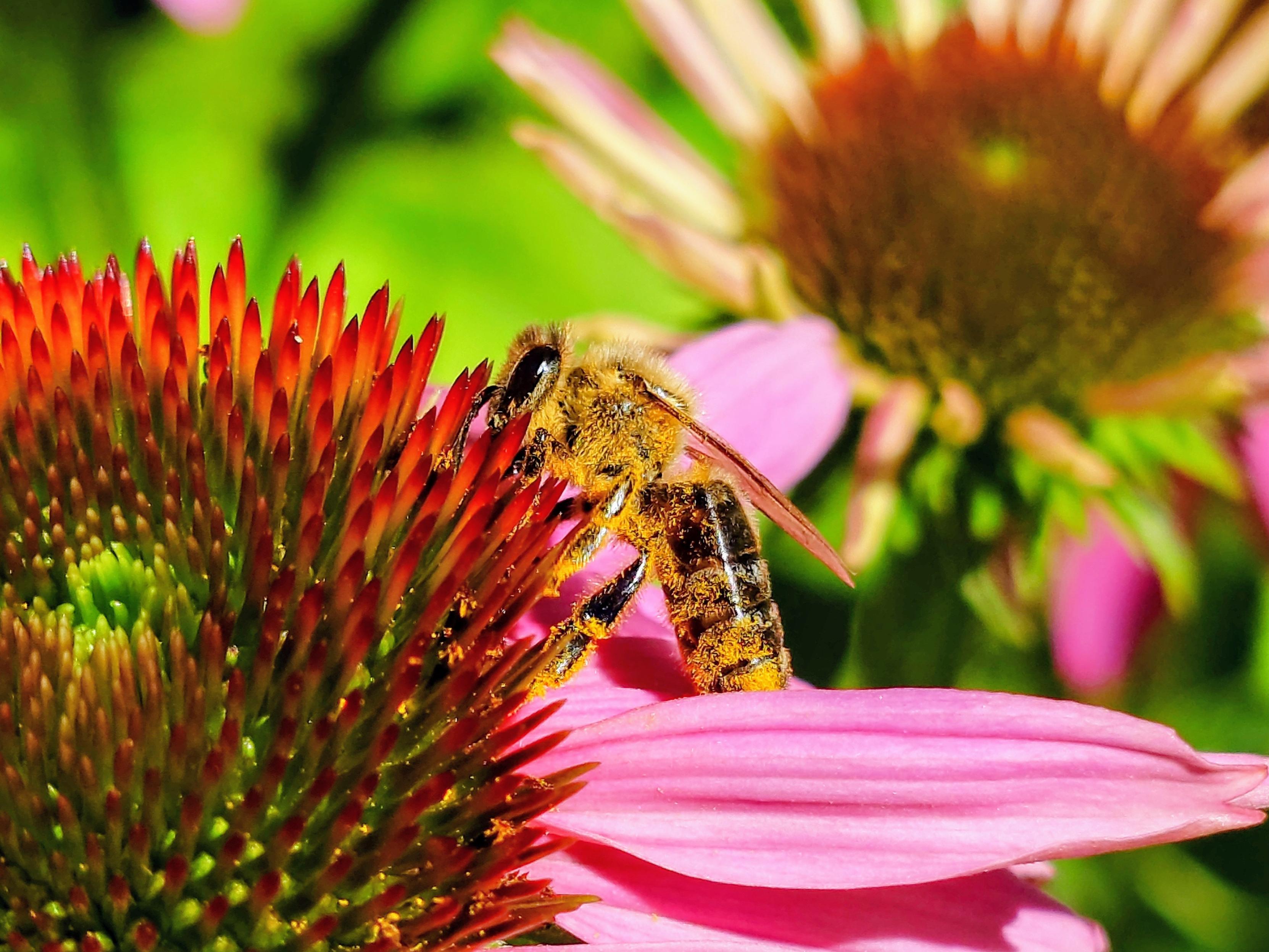 A photo of a honey bee collecting pollen from a pink flower. Taken today, Sunday 26 July, on a Sony Xperia 5 V (phone).