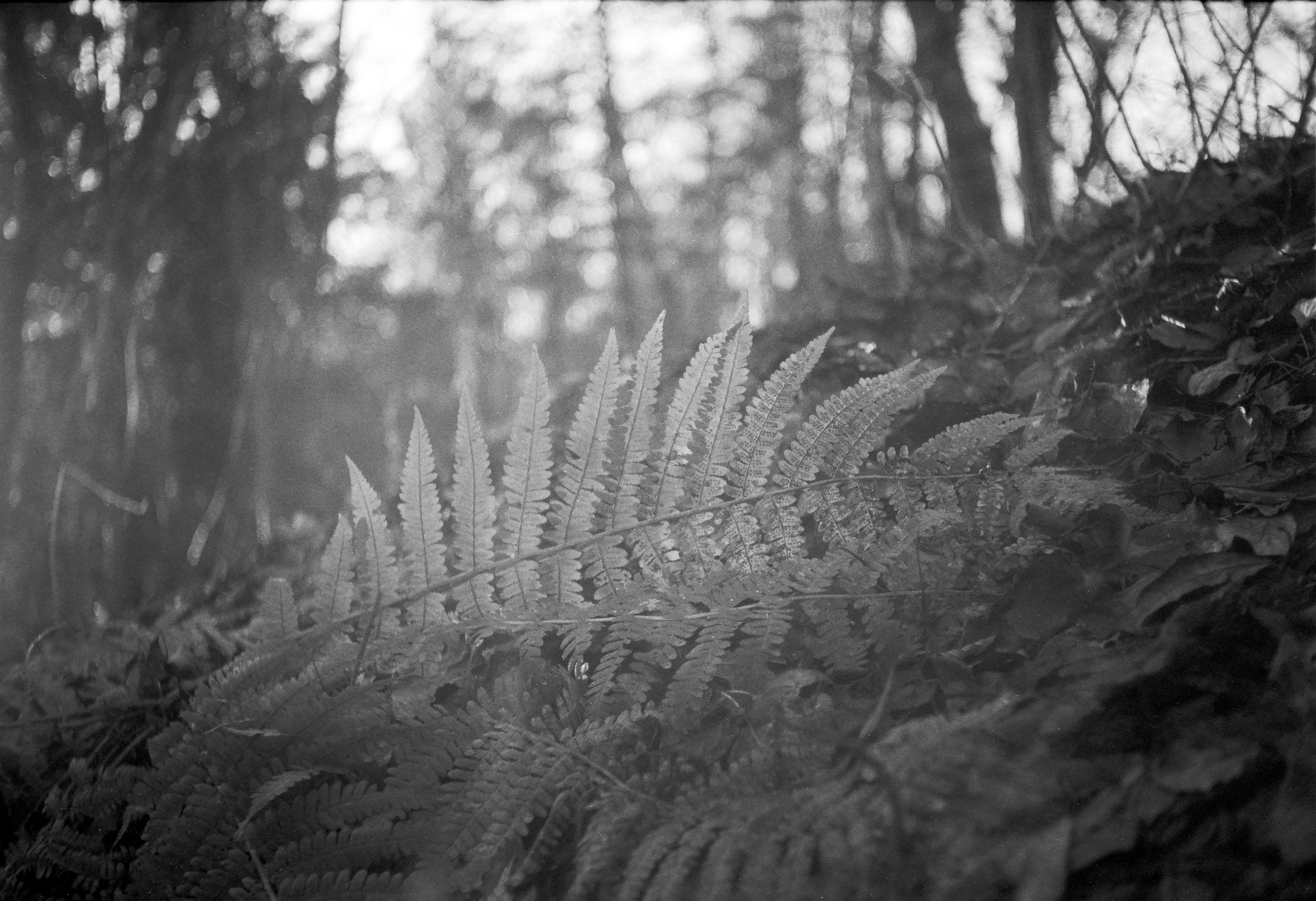 Black and white close-up shot of backlit ferns lying on the ground in a forest, with out-of-focus trees and scattered leaves in the background.